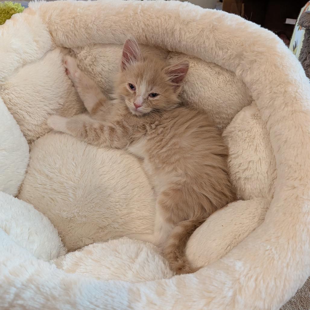 Enlarge Giuseppe, a Adoptable Domestic Long Hair in Talent, OR image 4/6