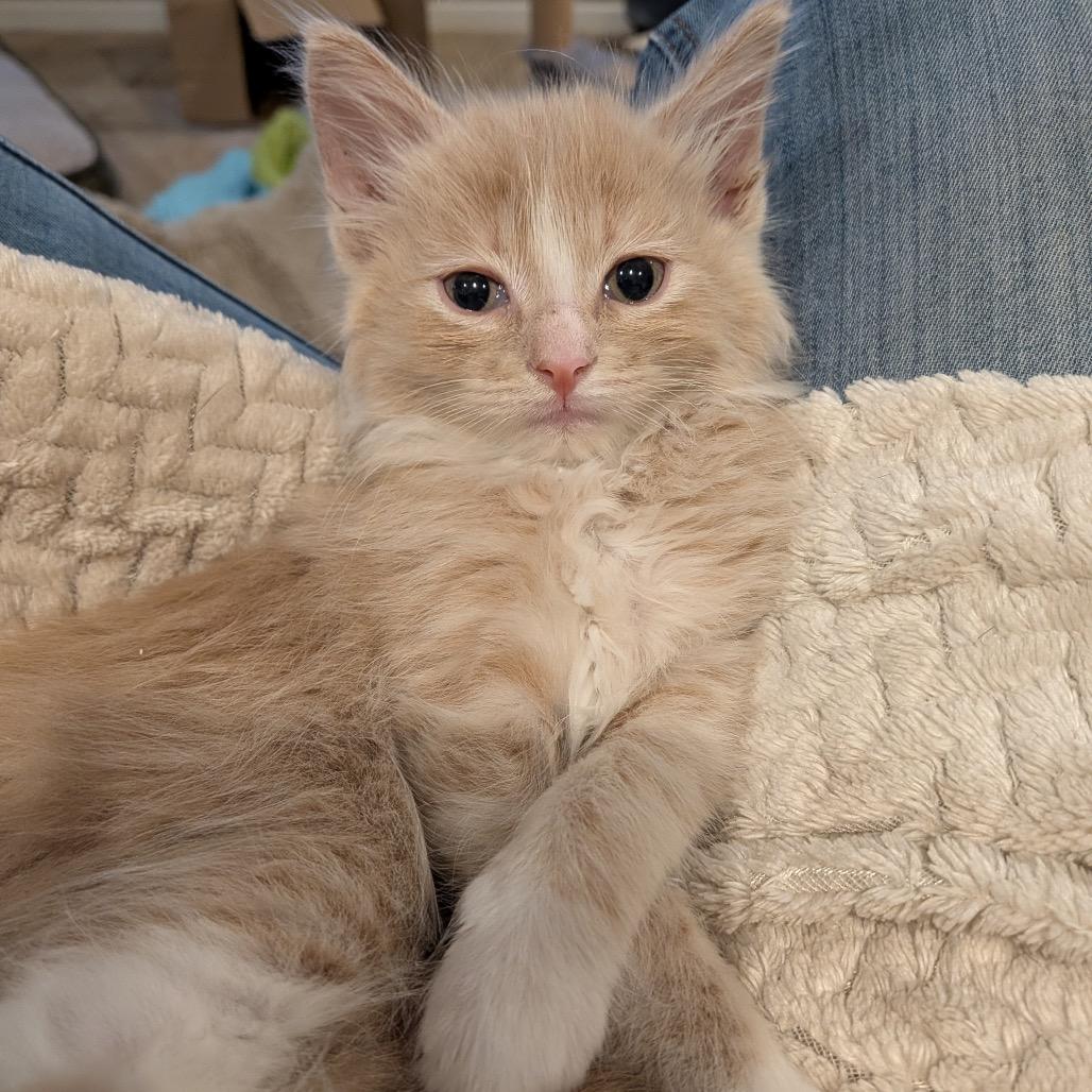 Enlarge Giuseppe, a Adoptable Domestic Long Hair in Talent, OR image 5/6