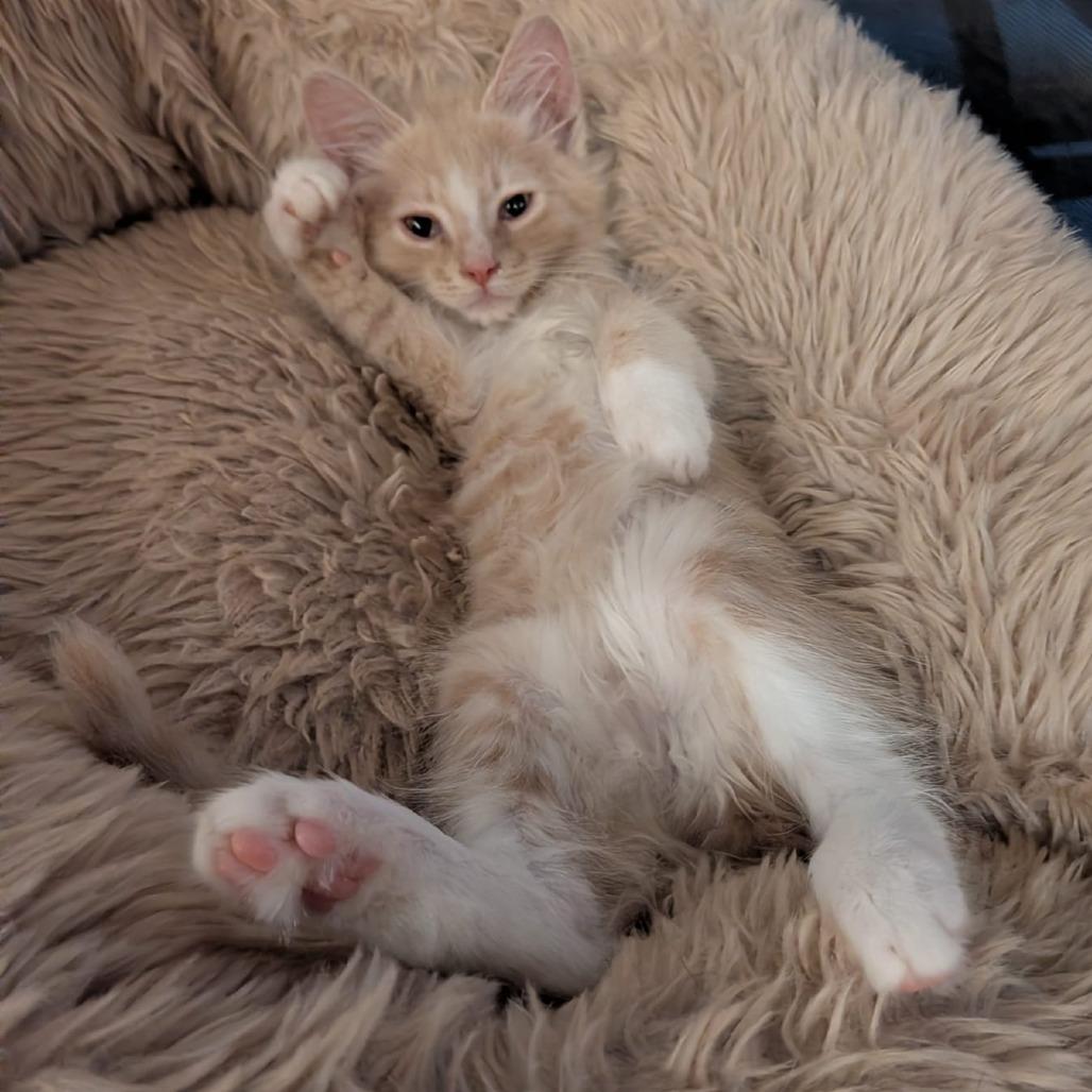 Enlarge Giuseppe, a Adoptable Domestic Long Hair in Talent, OR image 6/6