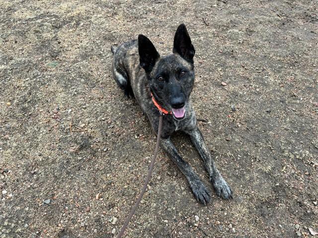 Enlarge CERSEI, a Adoptable Dutch Shepherd in Colorado Springs, CO image 1/1