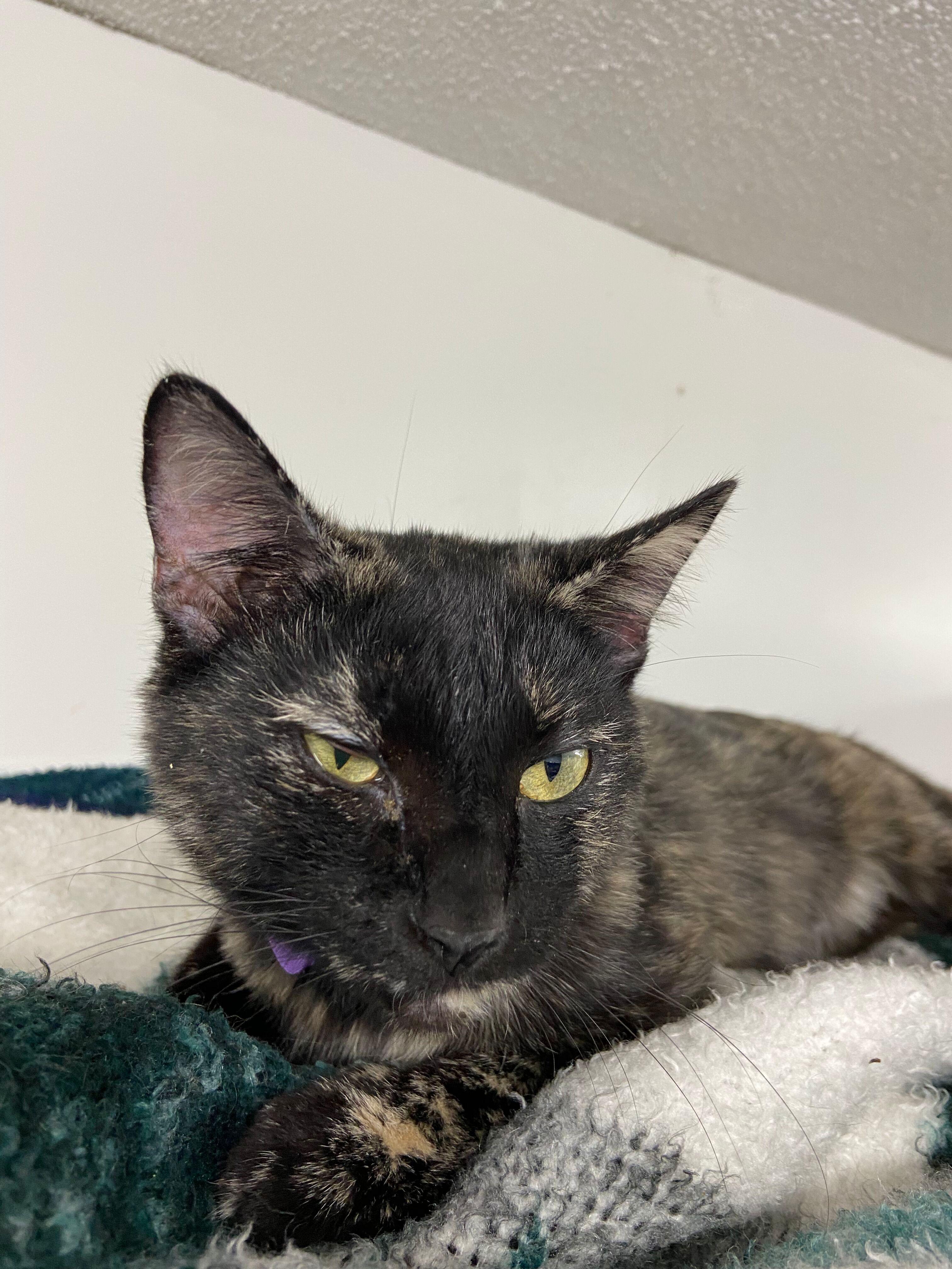 Journey, an adopted Tortoiseshell in Peru, IN image 3/5