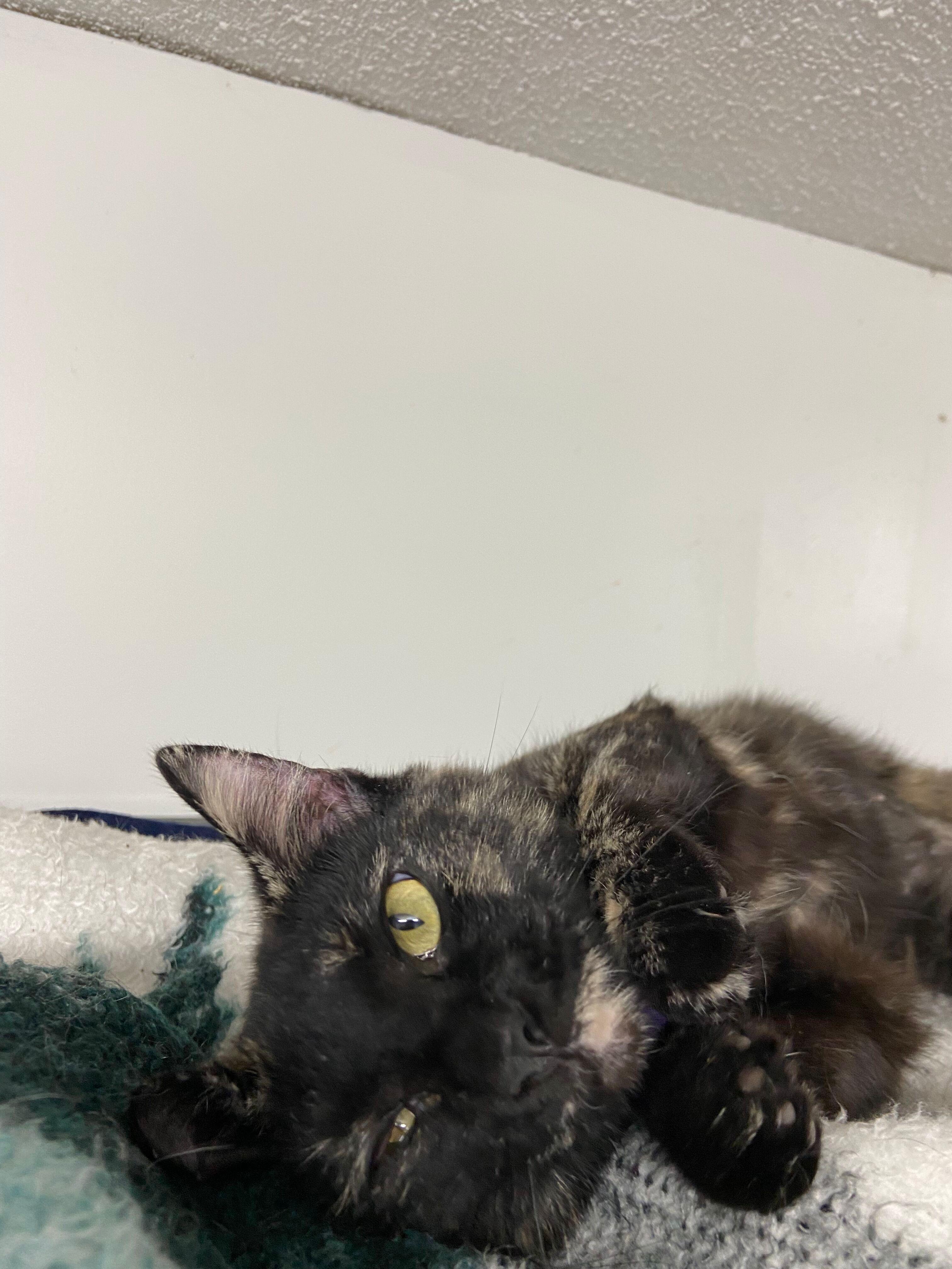 Journey, an adopted Tortoiseshell in Peru, IN image 4/5