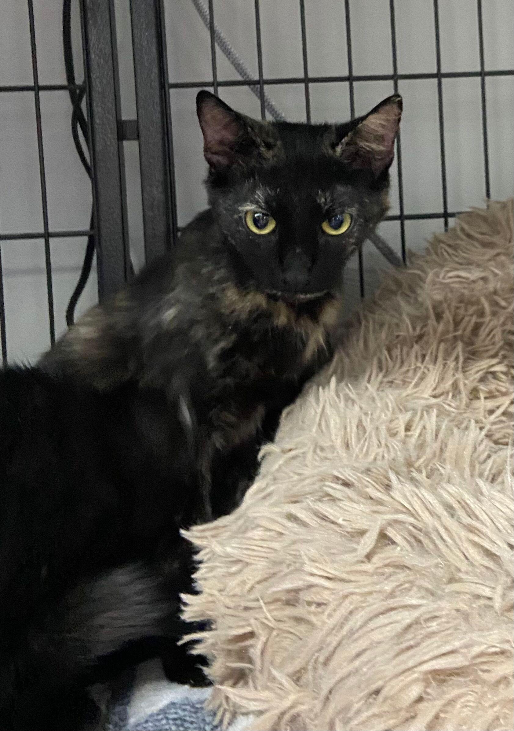 Journey, an adopted Tortoiseshell in Peru, IN image 2/5