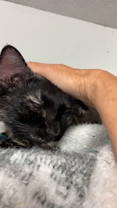 Enlarge Journey, an adopted Tortoiseshell in Peru, IN video 5/5