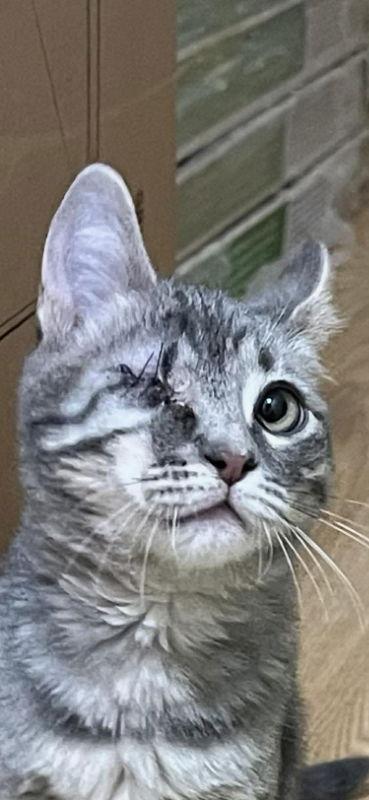 Enlarge Papito, a Adopted Domestic Short Hair in Pineville, LA image 1/3