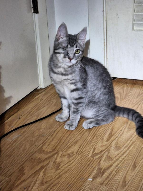 Enlarge Papito, a Adopted Domestic Short Hair in Pineville, LA image 2/3