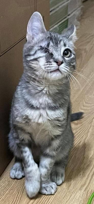 Enlarge Papito, a Adopted Domestic Short Hair in Pineville, LA image 3/3