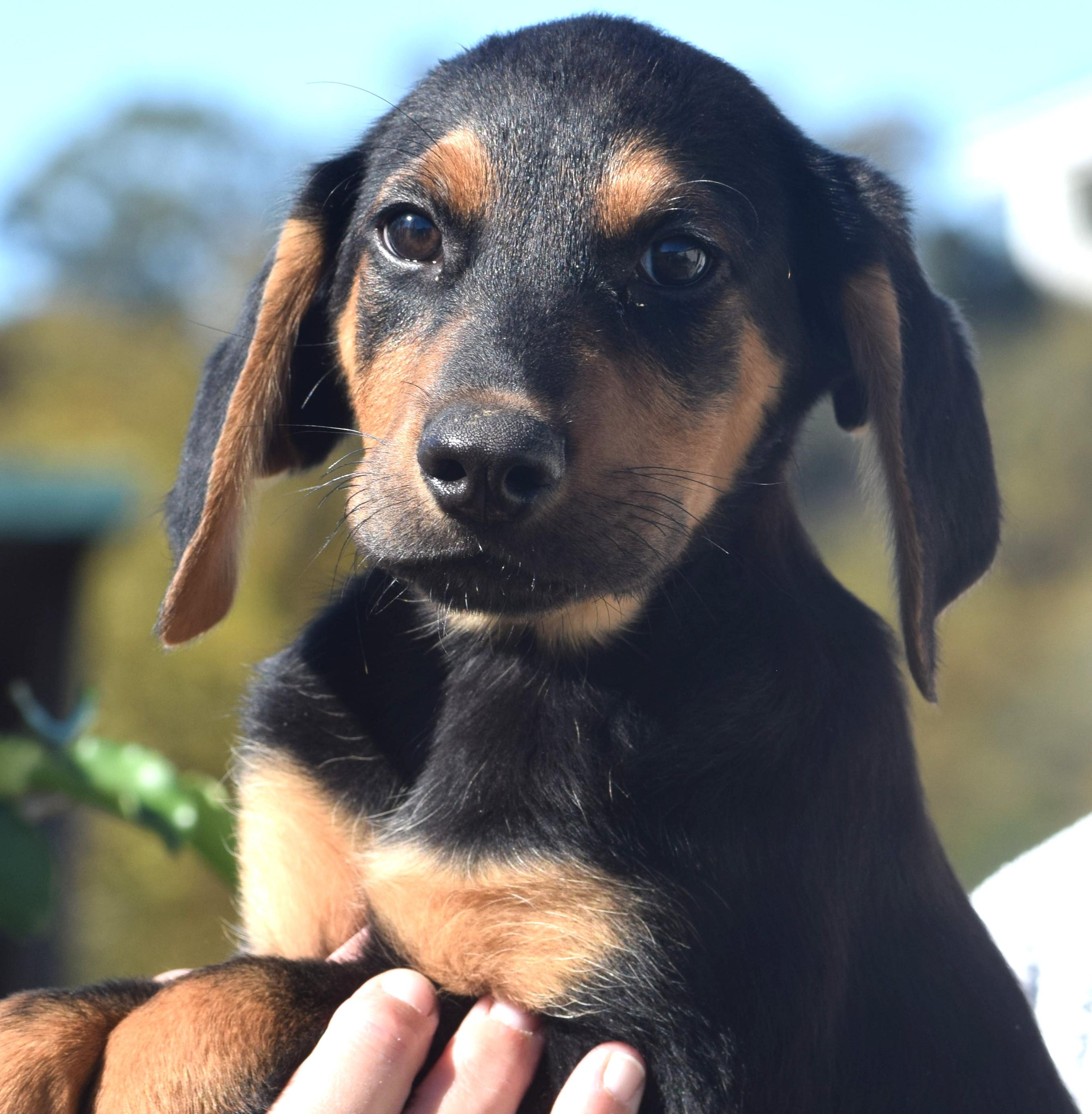 Enlarge Oatmeal-Available www.lhar.dog to apply, a Adoptable mixed breed in Frederick, MD image 3/6