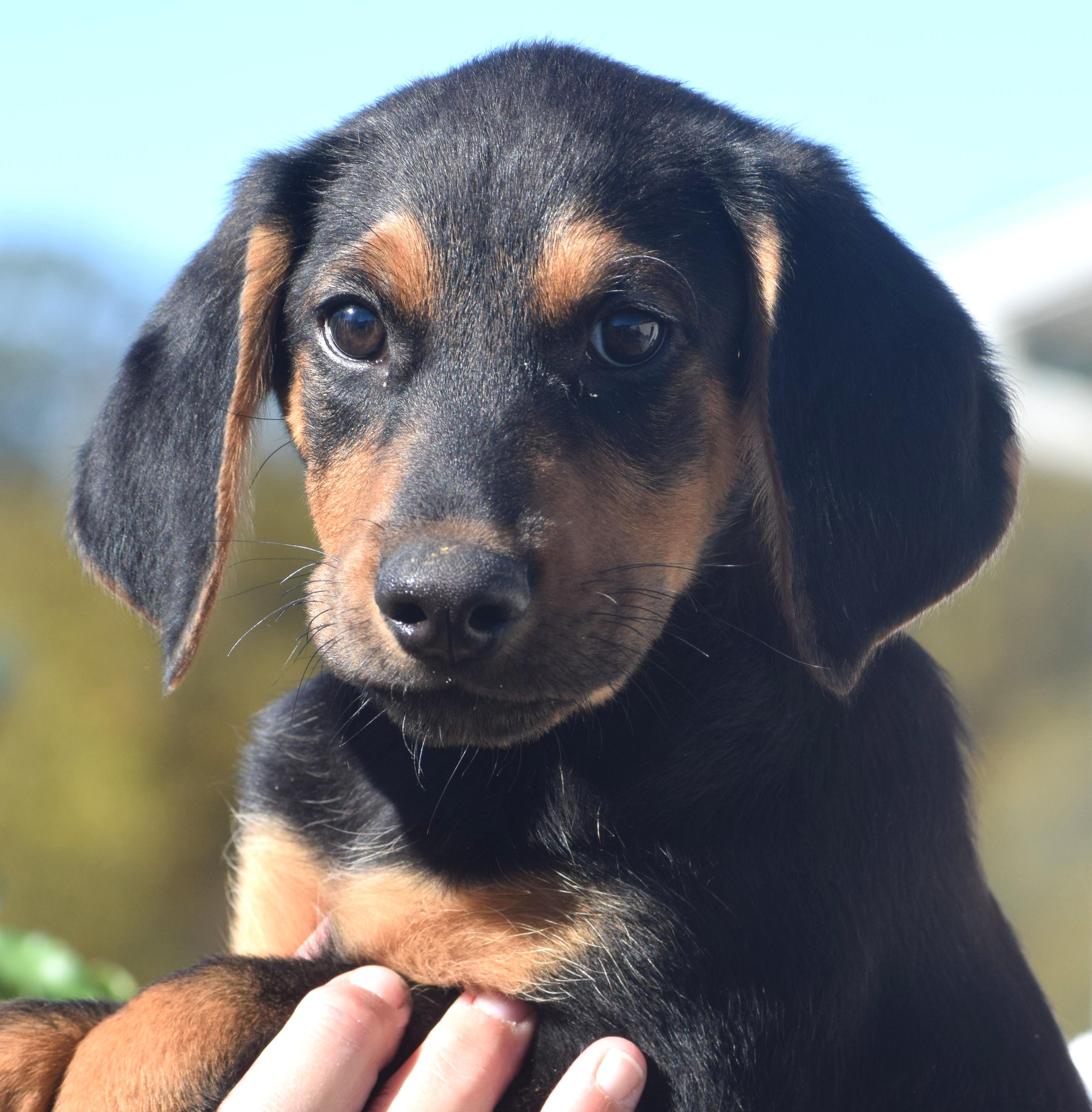 Oatmeal-Available www.lhar.dog to apply, Adoptable, Puppy Male Black and Tan Coonhound.