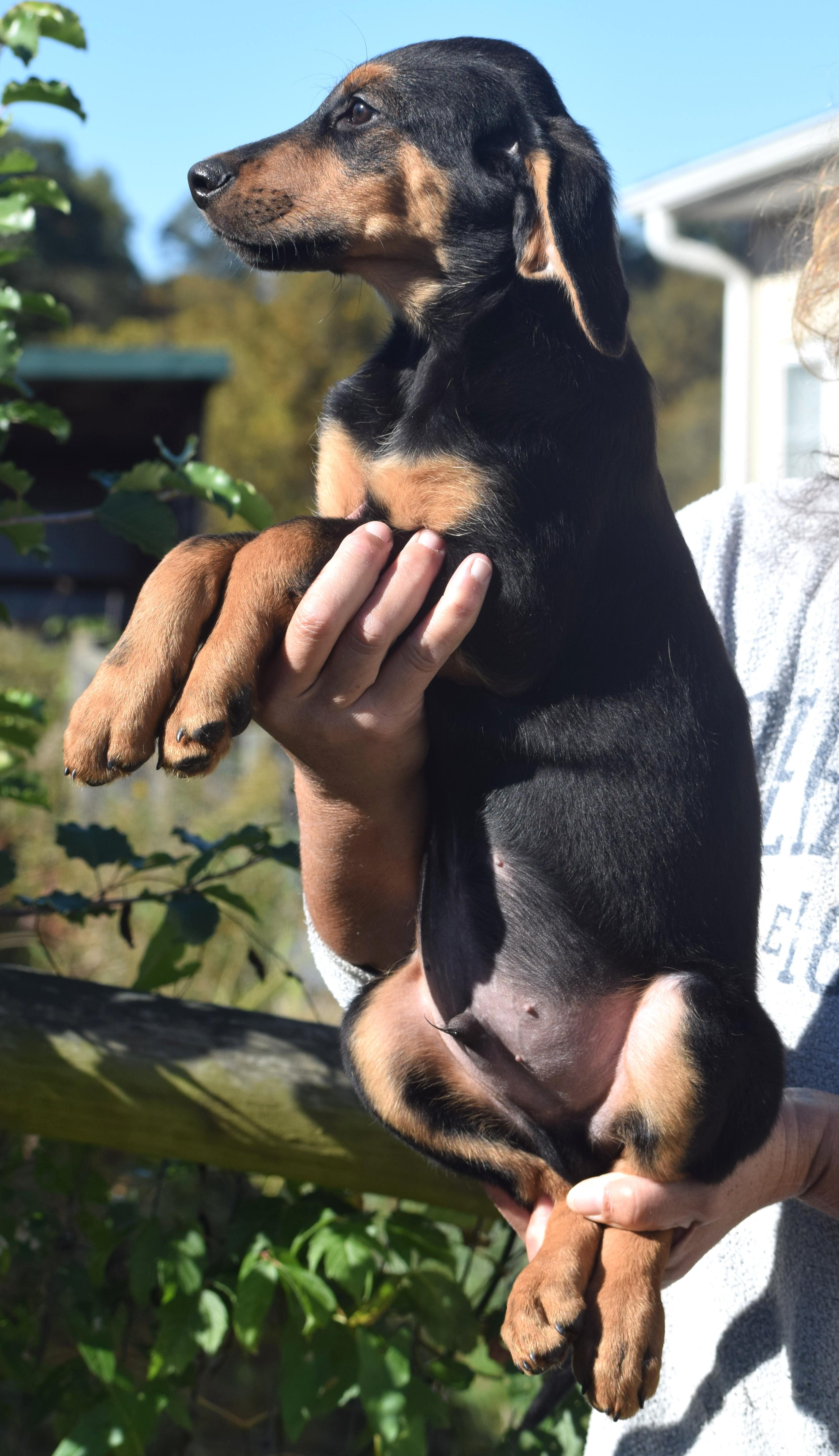 Enlarge Oatmeal-Available www.lhar.dog to apply, a Adoptable mixed breed in Frederick, MD image 5/6