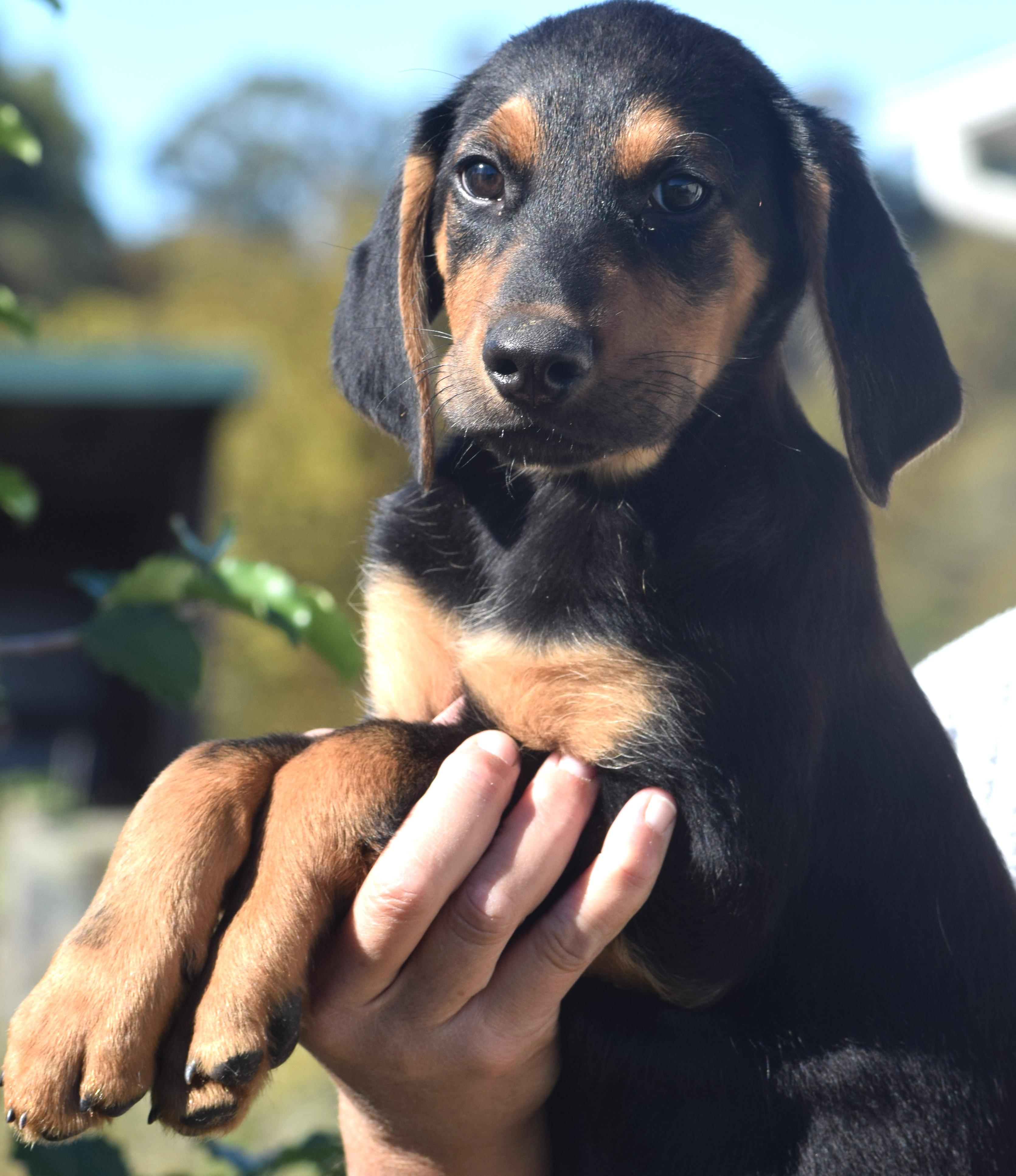 Enlarge Oatmeal-Available www.lhar.dog to apply, a Adoptable mixed breed in Frederick, MD image 2/6