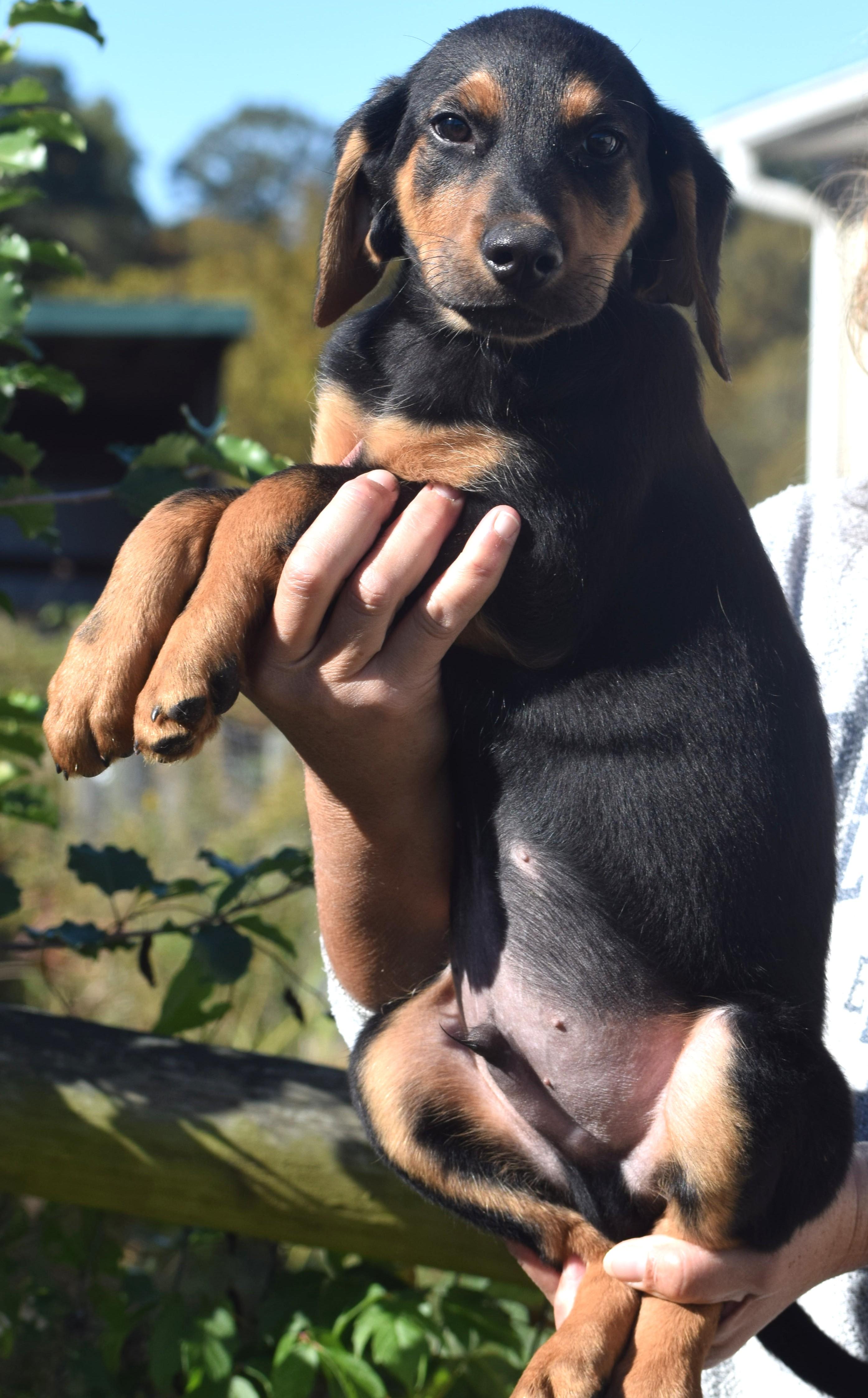 Enlarge Oatmeal-Available www.lhar.dog to apply, a Adoptable mixed breed in Frederick, MD image 4/6