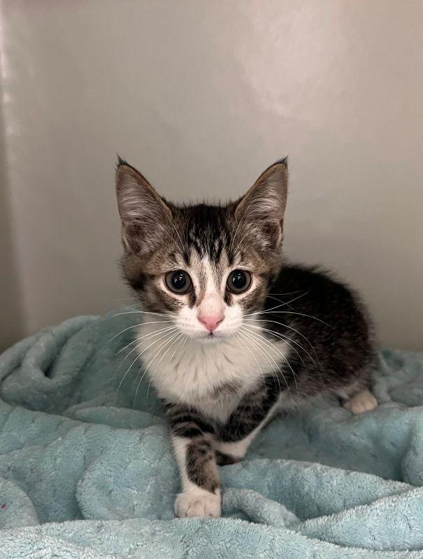 Muddy, Adopted, Kitten Male Domestic Short Hair.