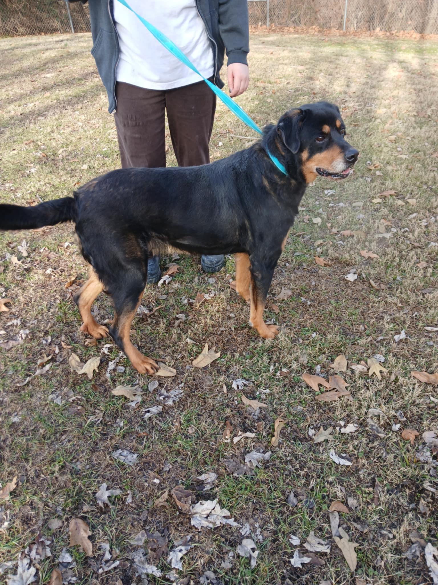 Noah, Adult Male Rottweiler