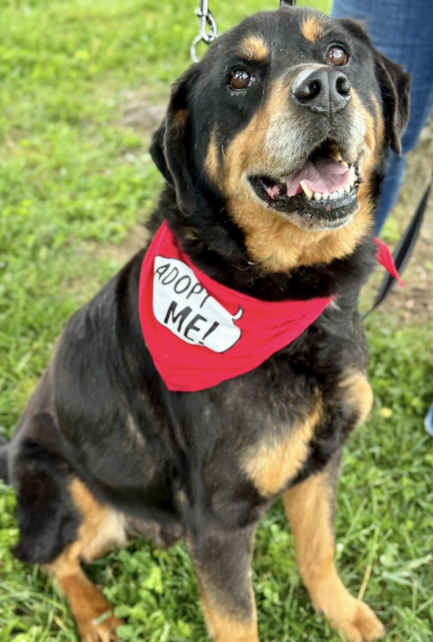 Enlarge Noah, a Adoptable mixed breed in Princeton, IN image 3/4