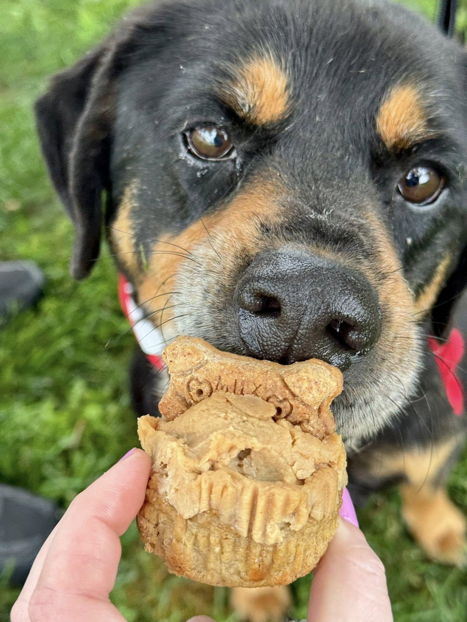 Enlarge Noah, a Adoptable mixed breed in Princeton, IN image 4/4