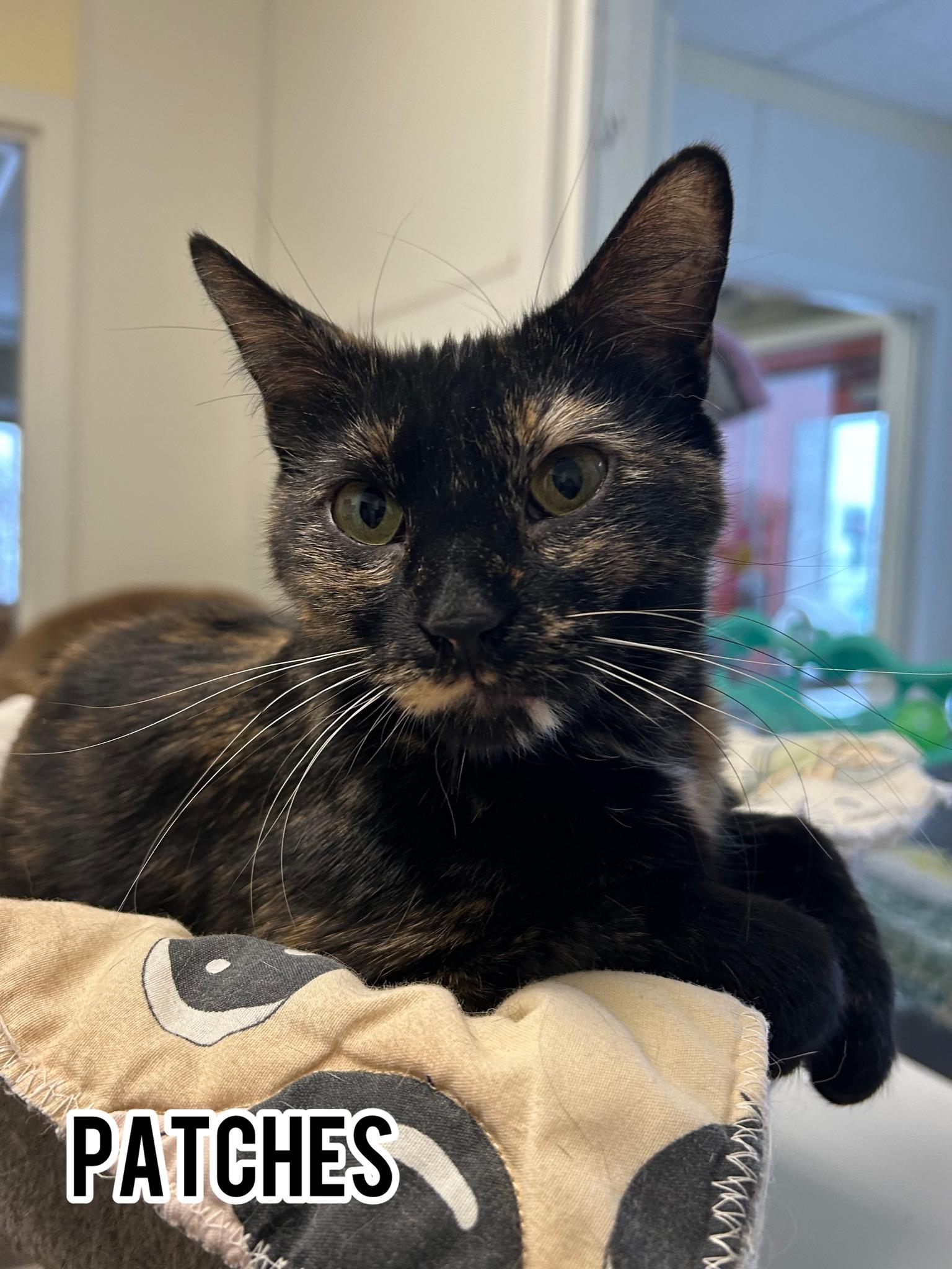 Patches, Adoptable, Adult Female Domestic Short Hair.
