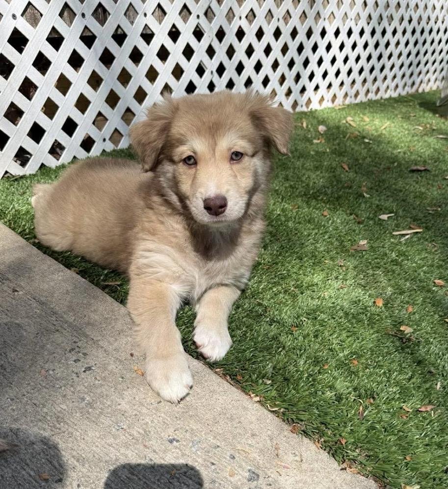 Enlarge Ainsley, a ADOPTABLE mixed breed in Kannapolis, NC image 2/4