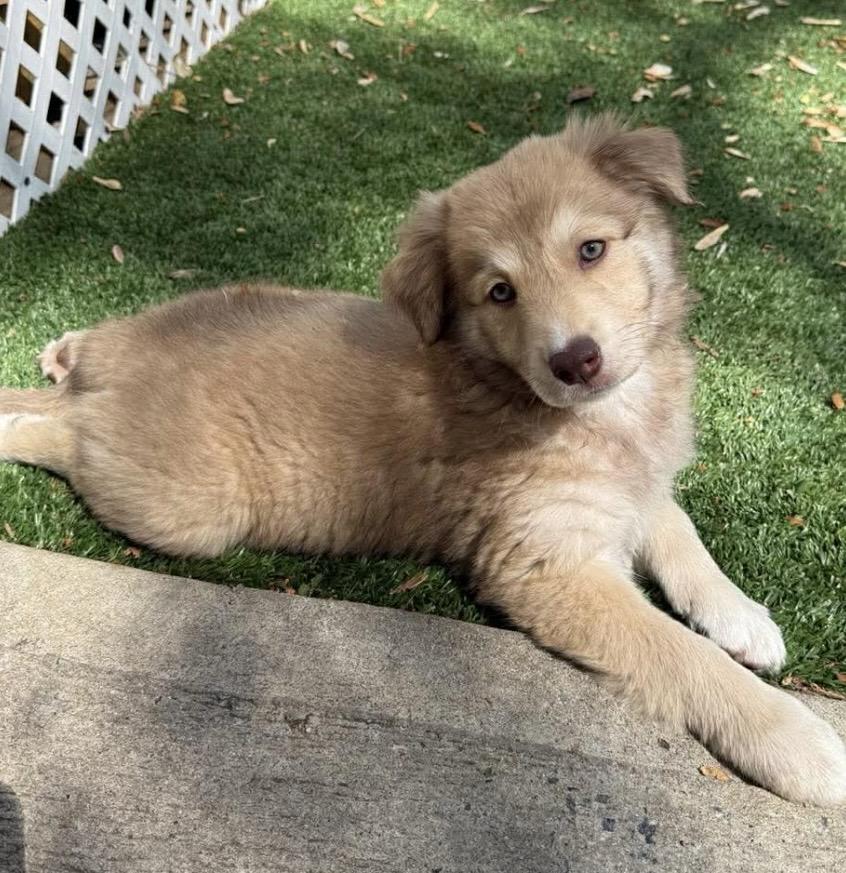 Ainsley, ADOPTABLE, Puppy Female Labrador Retriever & Mixed Breed.