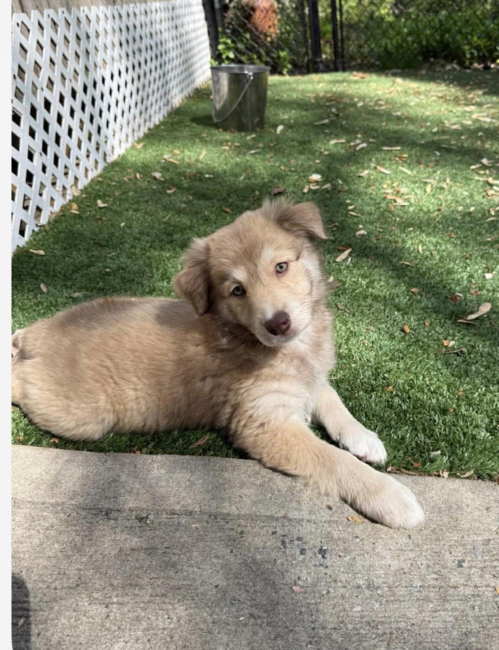 Enlarge Ainsley, a ADOPTABLE mixed breed in Kannapolis, NC image 4/4