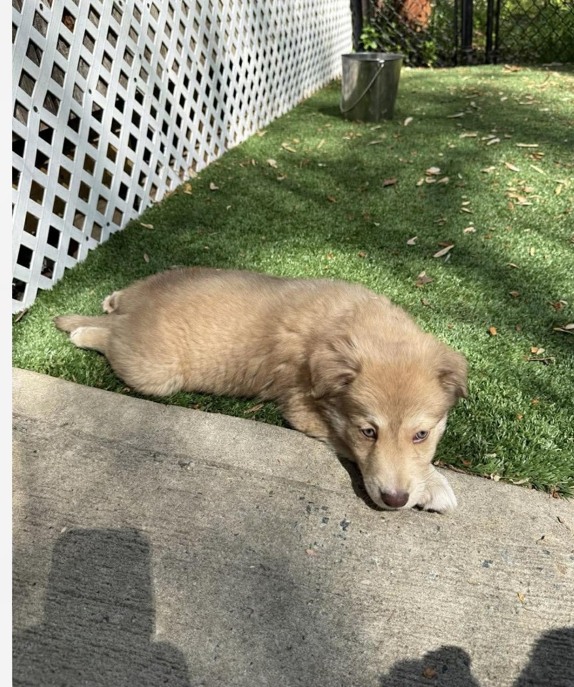 Enlarge Ainsley, a ADOPTABLE mixed breed in Kannapolis, NC image 3/4