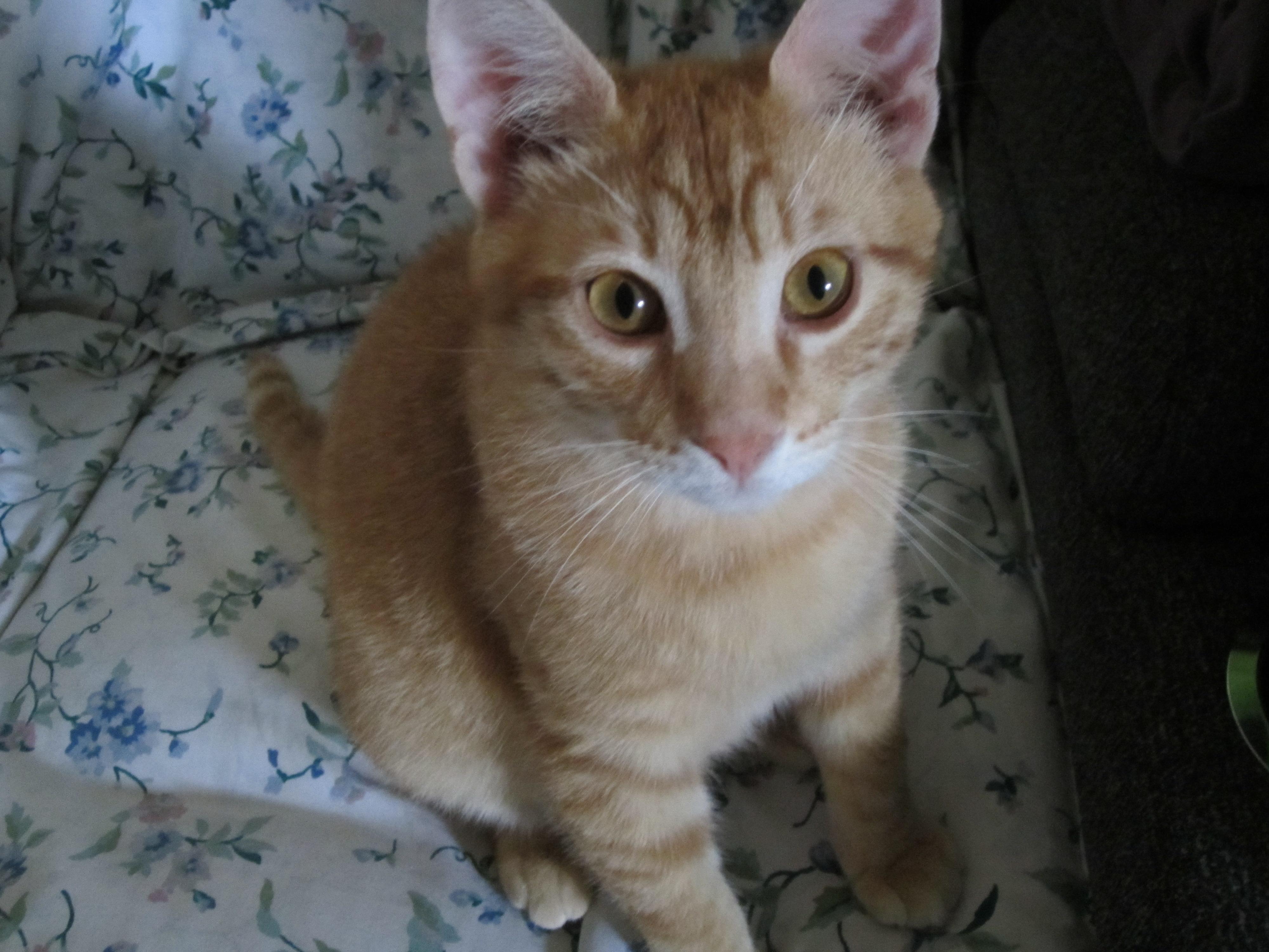 Romin, ADOPTABLE, Young Male Domestic Short Hair.