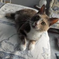 Hera, ADOPTABLE, Adult Female Domestic Short Hair.