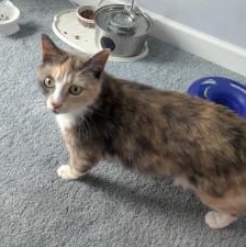 Hera, a ADOPTABLE Domestic Short Hair in Annapolis, MD image 3/3