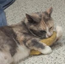Enlarge Hera, a ADOPTABLE Domestic Short Hair in Annapolis, MD image 2/5