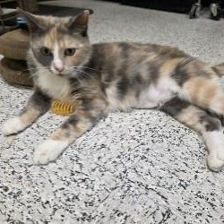 Hera, ADOPTABLE, Adult Female Domestic Short Hair.