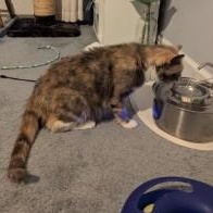 Hera, a ADOPTABLE Domestic Short Hair in Annapolis, MD image 2/3
