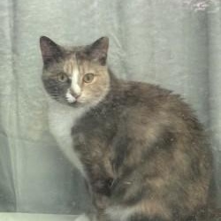 Hera, ADOPTABLE, Adult Female Domestic Short Hair.