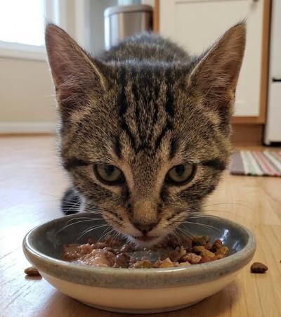 Nikola, a ADOPTABLE American Shorthair in Union City, NJ image 4/6