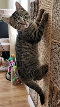 Nikola, ADOPTABLE, Kitten Male American Shorthair.
