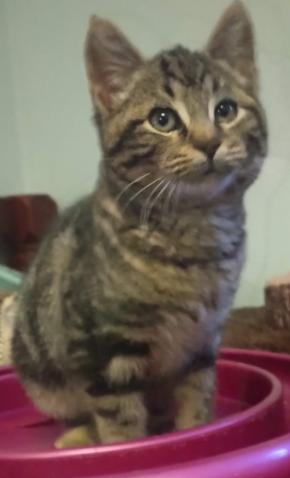 Nikola, a ADOPTABLE American Shorthair in Union City, NJ image 3/6