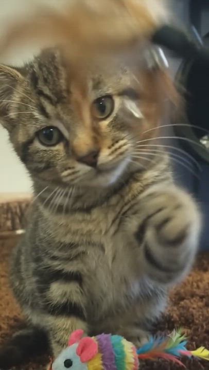 Enlarge Nikola, a ADOPTABLE American Shorthair in Union City, NJ video 5/6