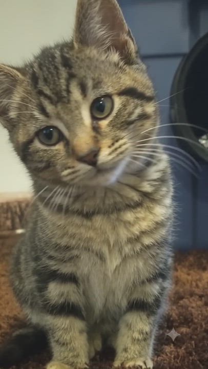 Enlarge Nikola, a ADOPTABLE American Shorthair in Union City, NJ video 6/6