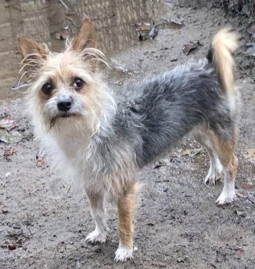 PIP, Adoptable, Young Male Terrier & Yorkshire Terrier.