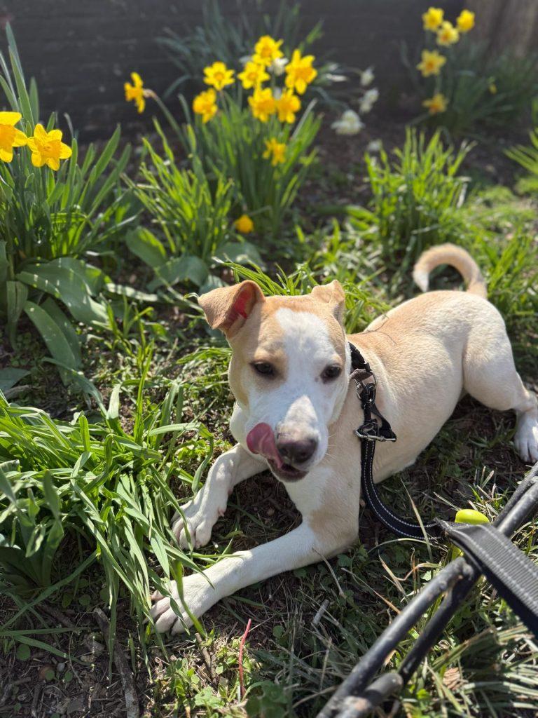 Enlarge Bambi, a Adoptable mixed breed in Sag Harbor, NY image 4/6
