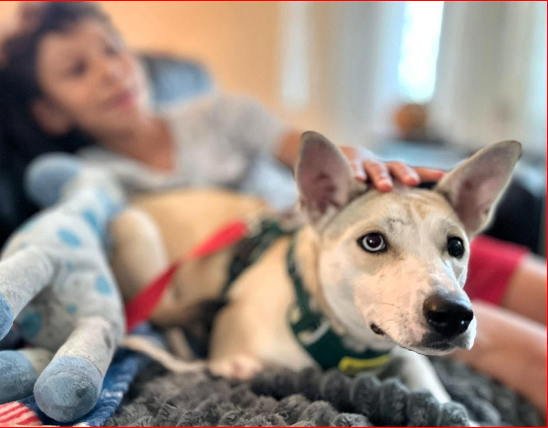Enlarge Benny, a Adoptable mixed breed in Frederick, MD image 2/5