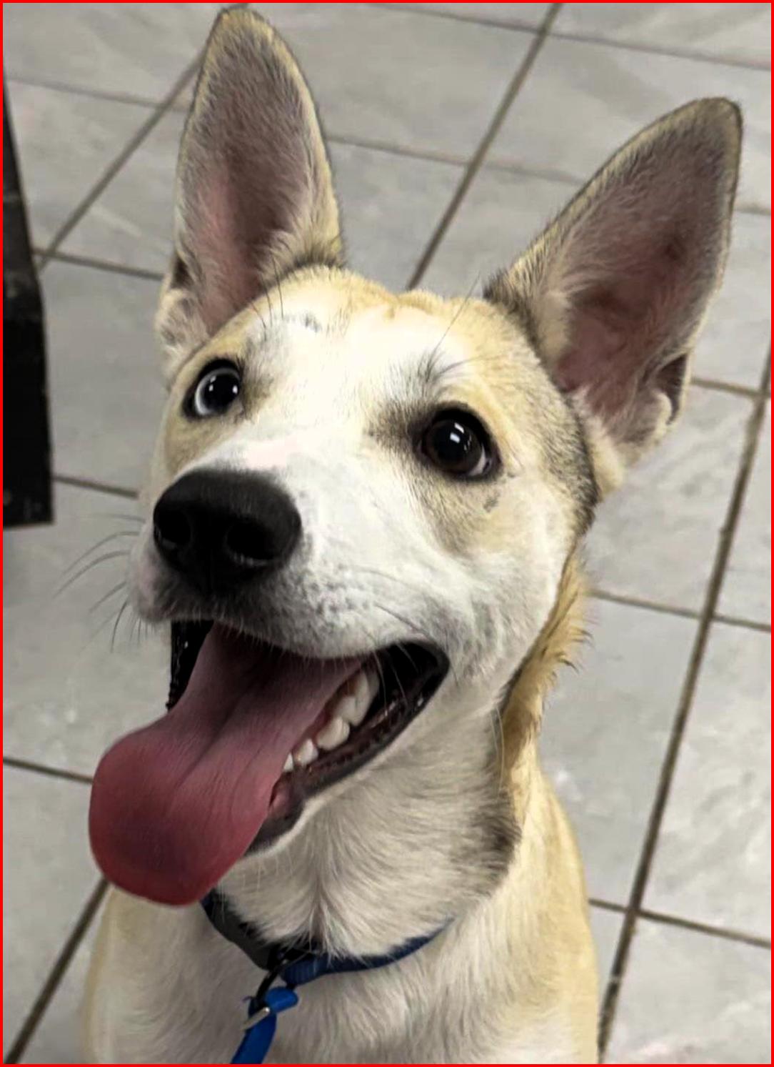 Enlarge Benny, a Adoptable mixed breed in Frederick, MD image 3/5