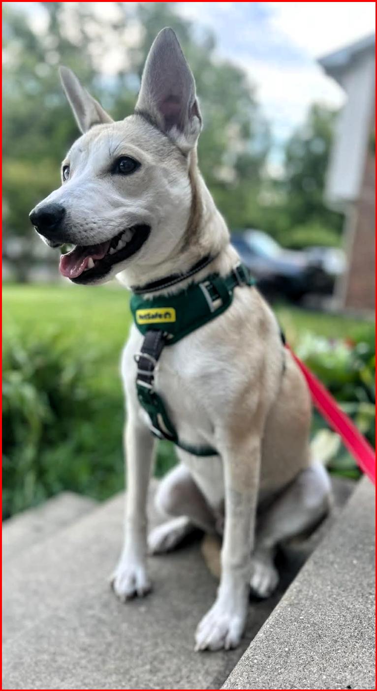 Enlarge Benny, a Adoptable mixed breed in Frederick, MD image 4/5