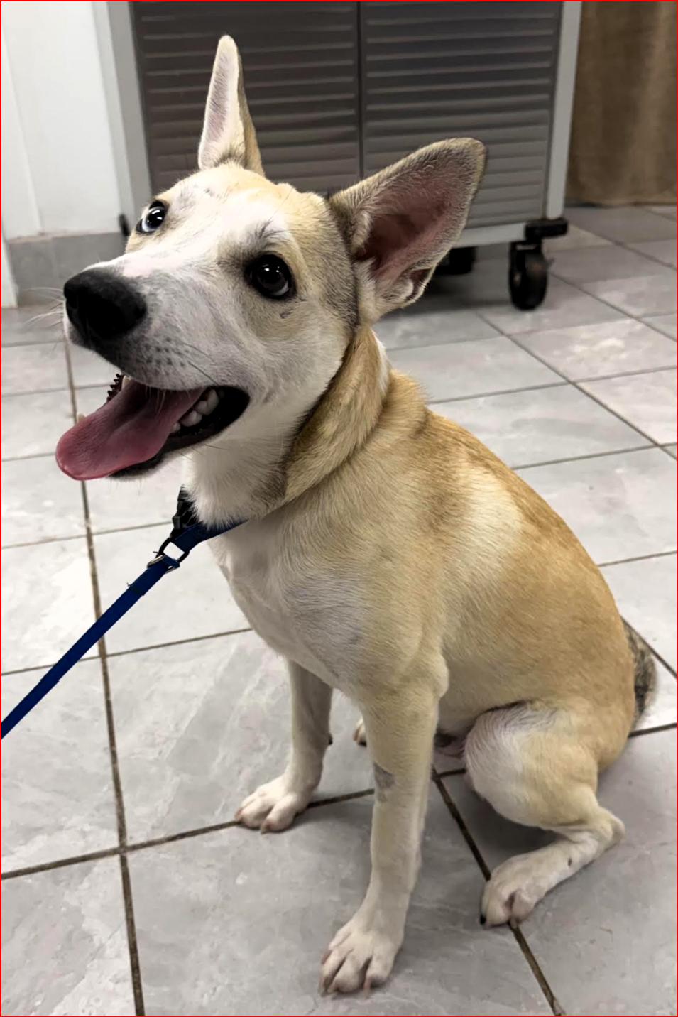 Enlarge Benny, a Adoptable mixed breed in Frederick, MD image 5/5