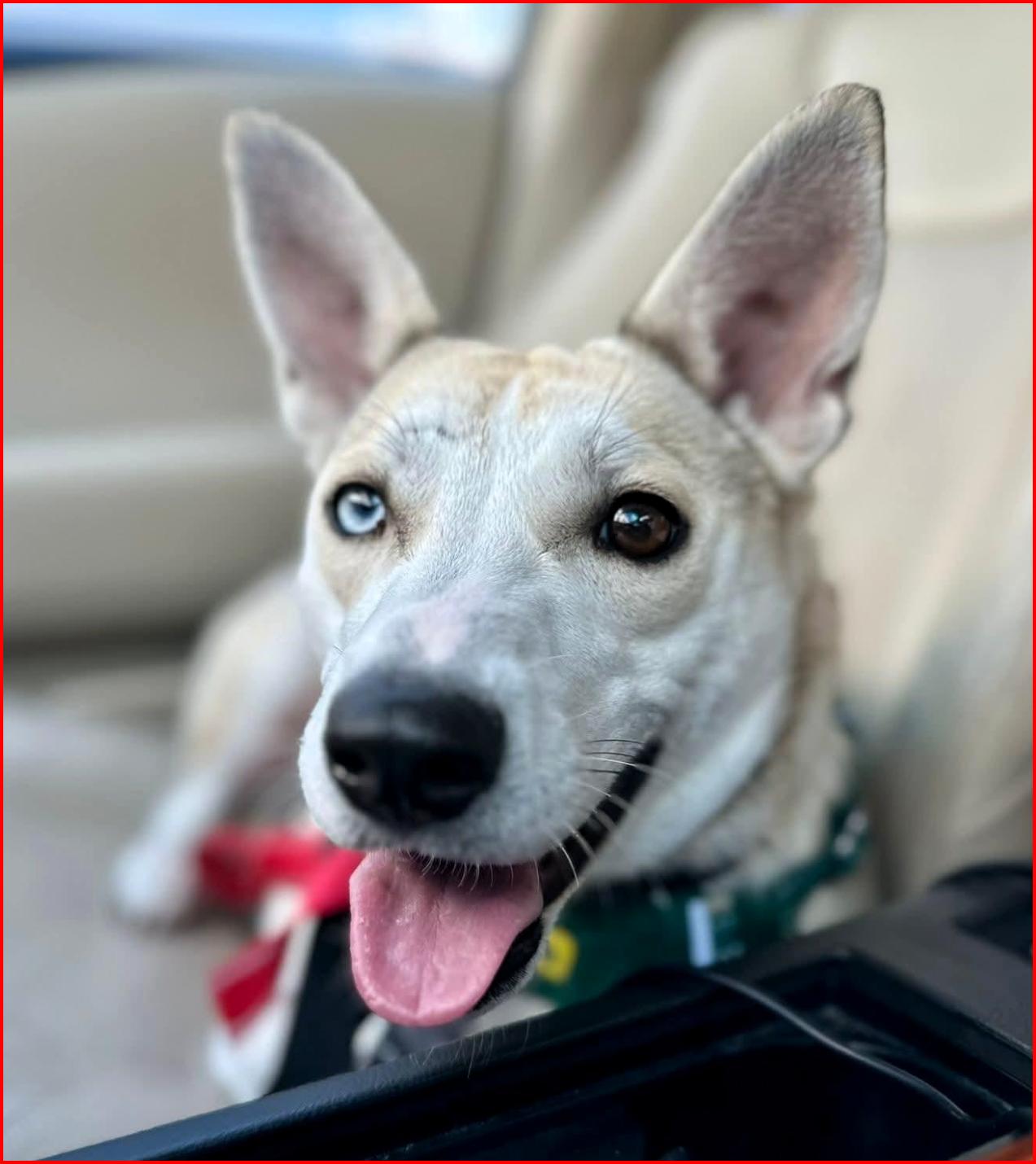 Enlarge Benny, a Adoptable mixed breed in Frederick, MD image 1/5
