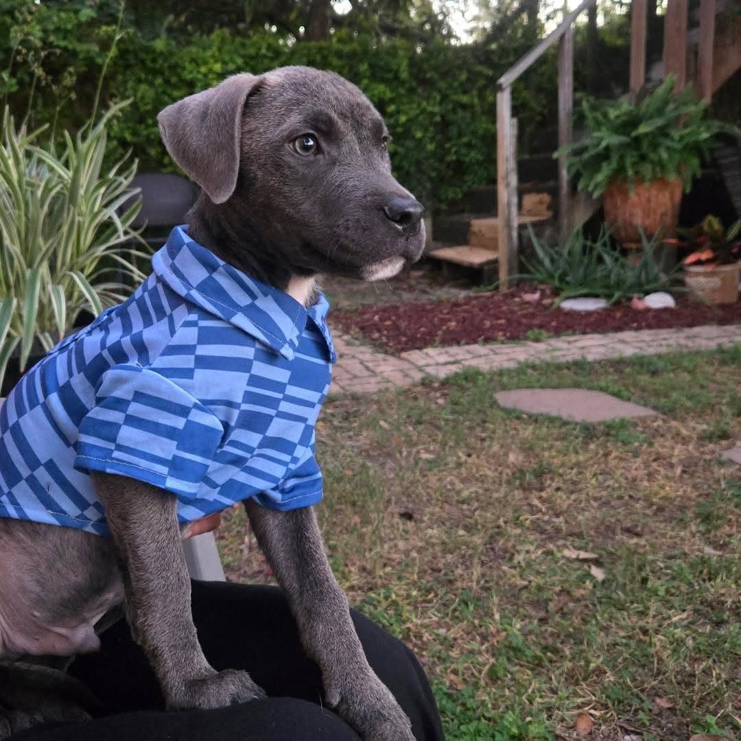 Enlarge STORMY , an adopted mixed breed in BUFFALO , NY image 2/2