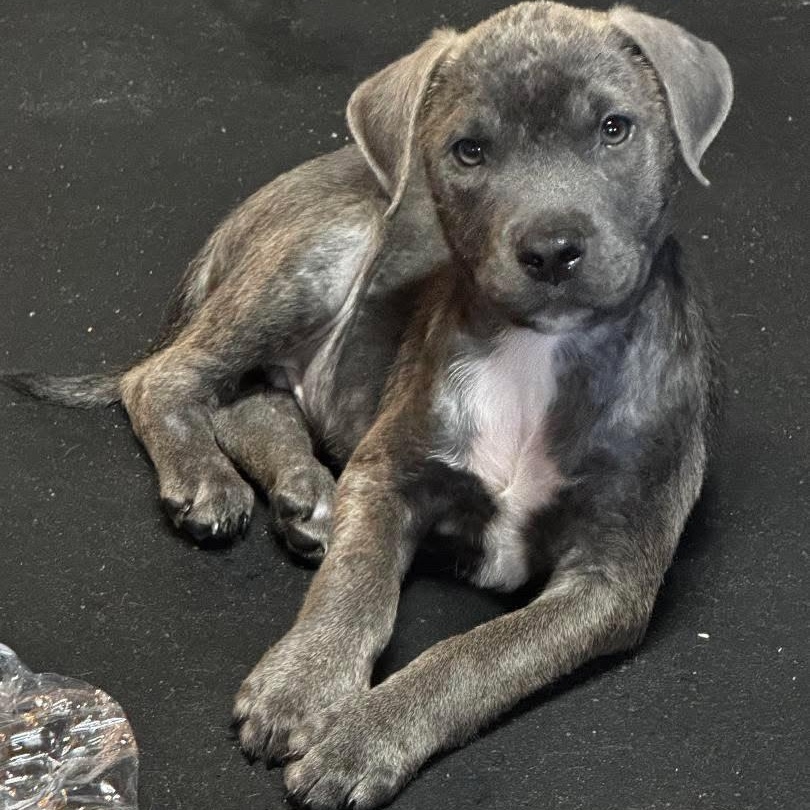 STORMY , adopted, Puppy Male Blue Lacy & Labrador Retriever.