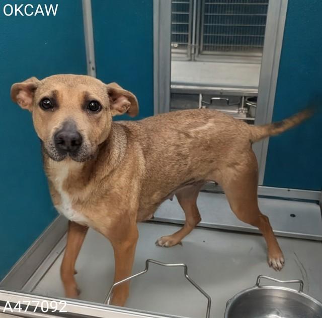 A477092, Adoptable, Adult Female German Shepherd Dog & Mixed Breed.