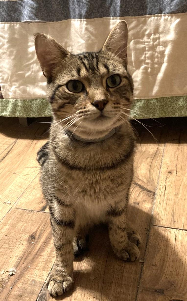 Enlarge Ulysses, a Adoptable Domestic Short Hair in Floyd, VA image 2/3