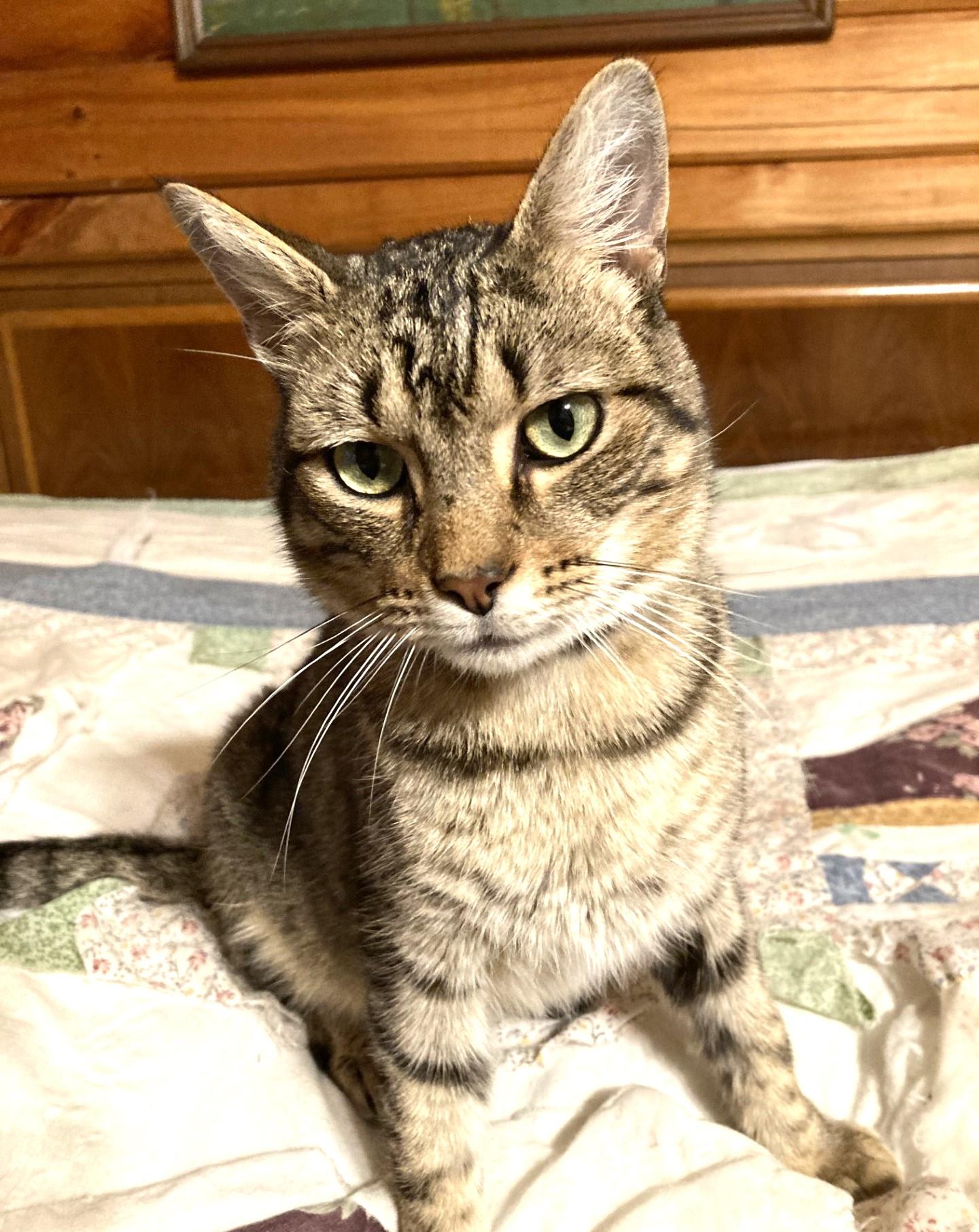 Ulysses, Adoptable, Young Male Domestic Short Hair.
