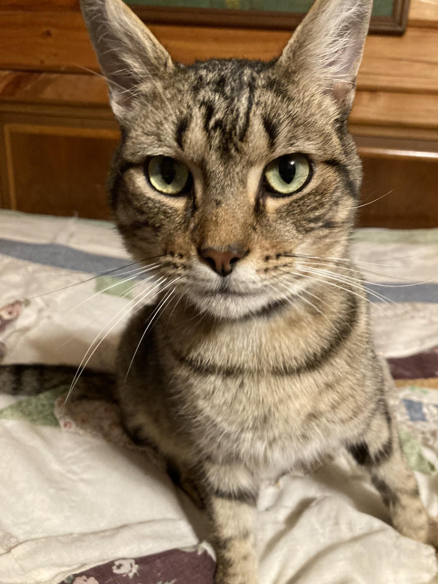 Enlarge Ulysses, a Adoptable Domestic Short Hair in Floyd, VA image 3/3